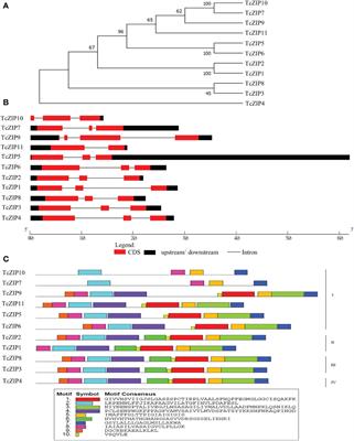 Zinc/iron-regulated transporter-like protein gene family in Theobroma cacao L: Characteristics, evolution, function and 3D structure analysis